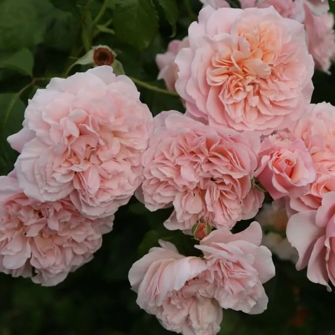 Kletterrose 'Rose de Tolbiac'® Rosa-Apricot