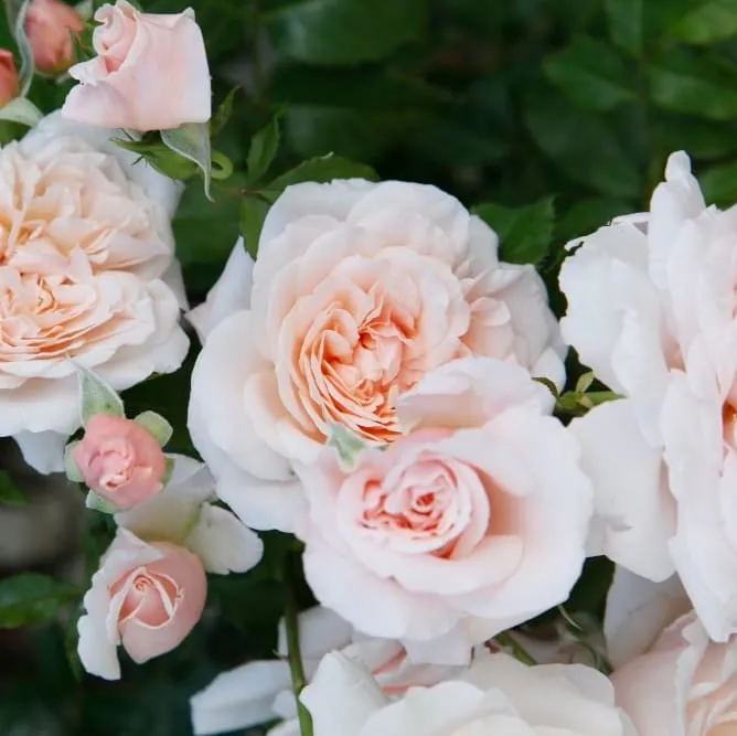 Kletterrose 'Rose de Tolbiac'® Rosa-Apricot