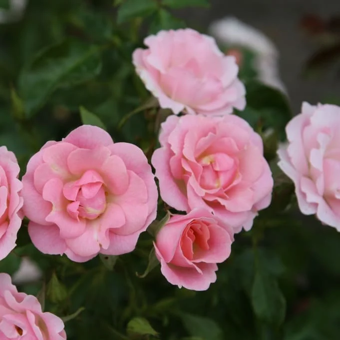Bodendeckerrose 'Roselina'® Zartrosa
