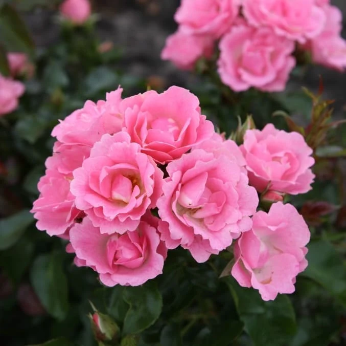 Bodendeckerrose 'Roselina'® Zartrosa