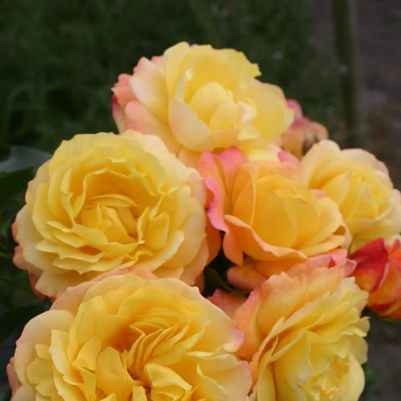 Beetrose 'Rose der Hoffnung'® Gelb-Rot