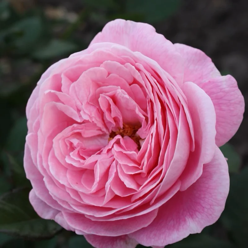 Beetrose Parfuma® 'Rosengräfin Marie Henriette'® Mittelrosa