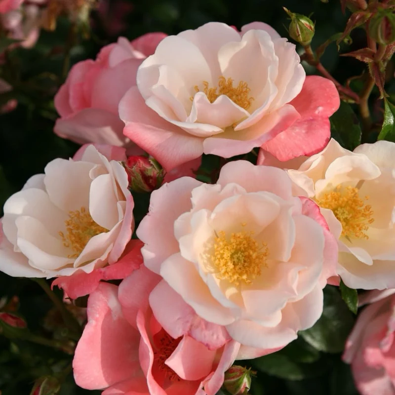Beetrose 'Roseromantic'® Creme-Lachsrosa