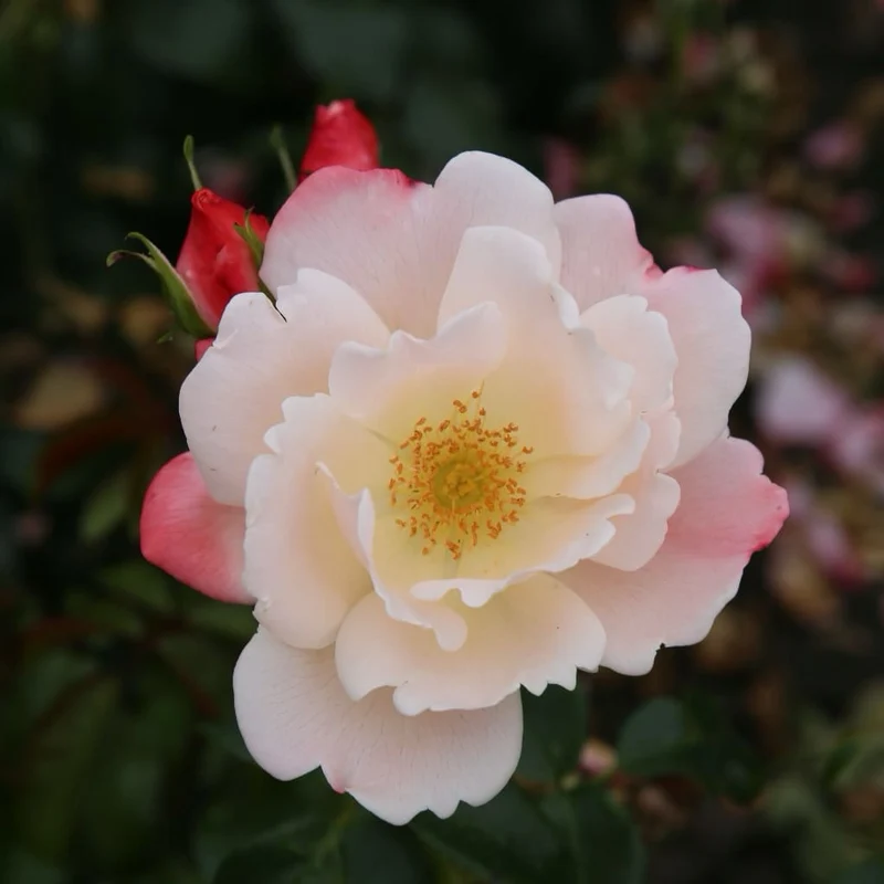 Beetrose 'Roseromantic'® Creme-Lachsrosa
