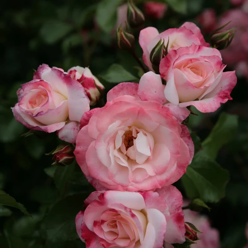 Strauchrose 'Rosenstadt Freising' Weiß-Rot