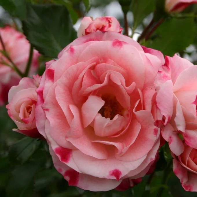 Strauchrose 'Rosenstadt Freising' Weiß-Rot