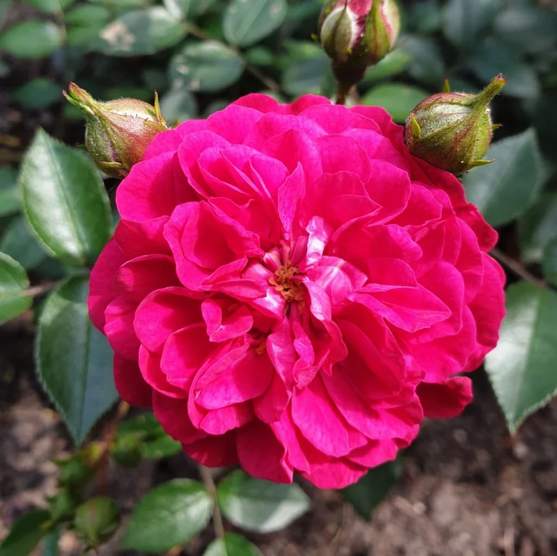 Zwergrose 'Roxy'® Violett