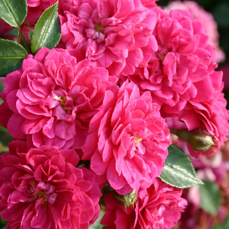 Zwergrose 'Roxy'® Violett