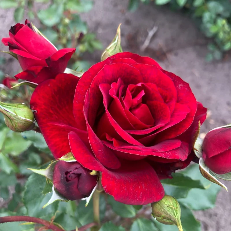 Kletterrose 'Royal Red'® Samtrot