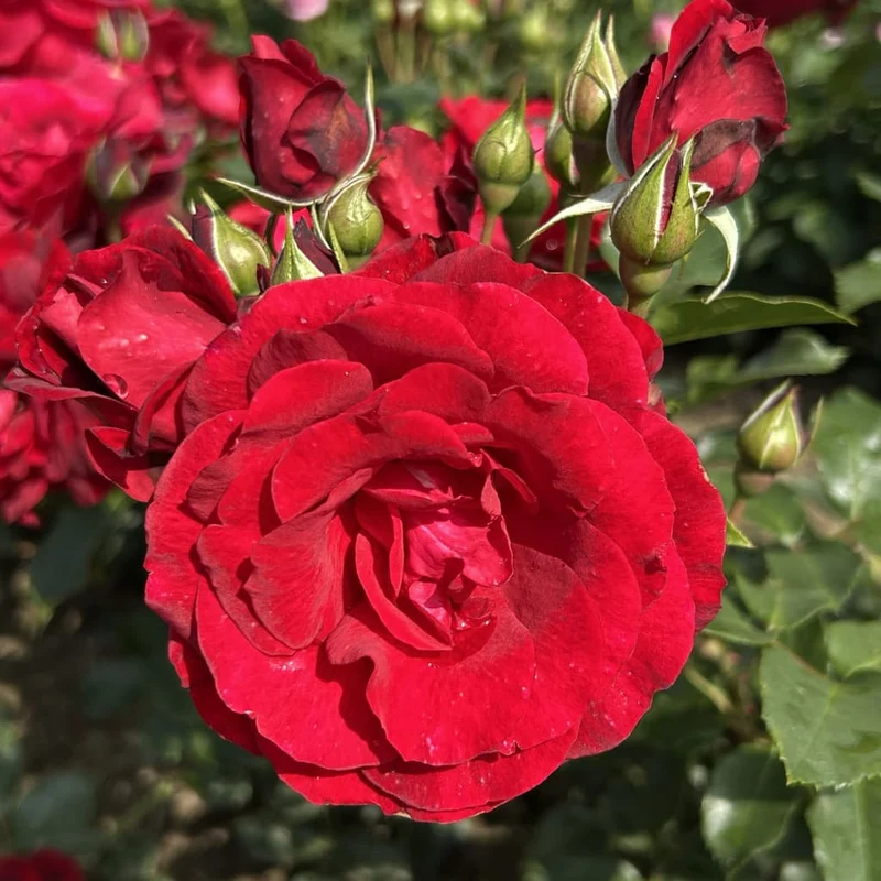 Kletterrose 'Royal Red'® Samtrot