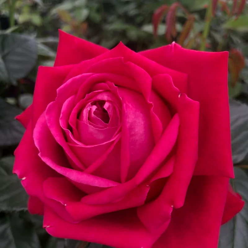 Edelrose 'Ruby Kiss'® Weinrot