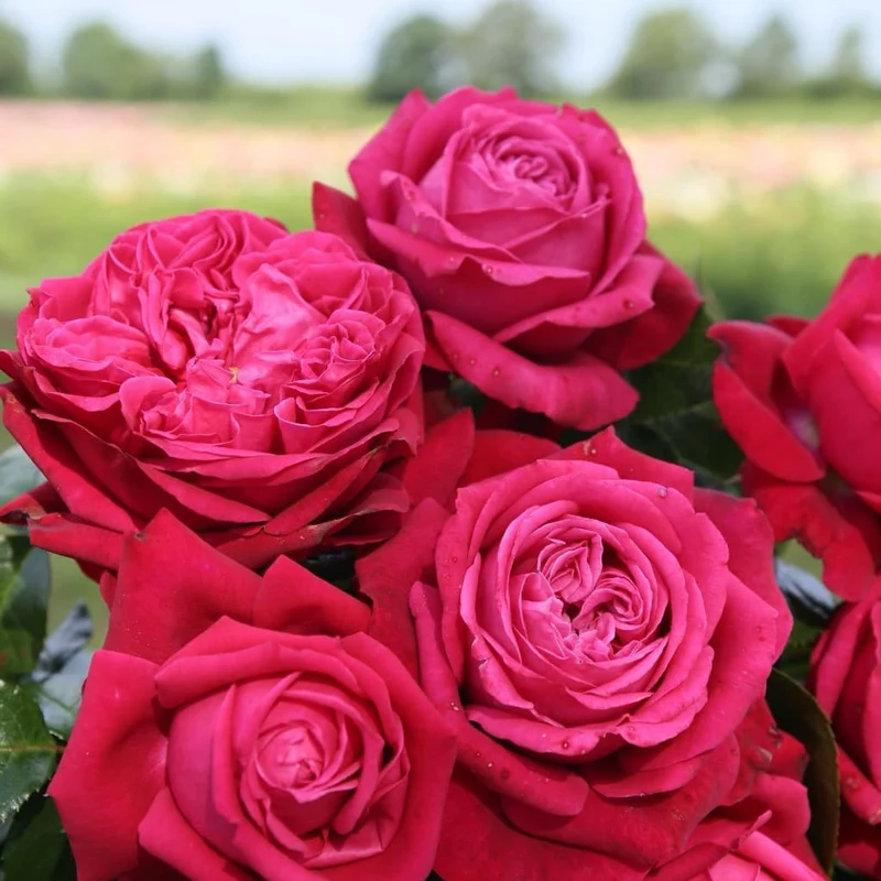 Edelrose 'Ruby Kiss'® Weinrot