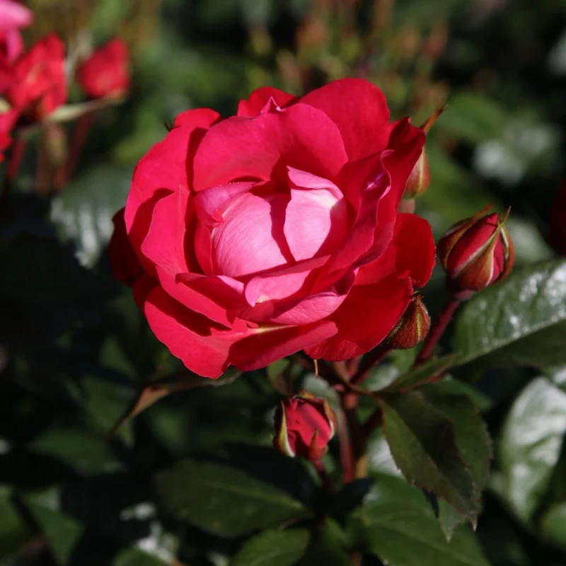 Bodendeckerrose 'blütenRhein'® Kirschrot