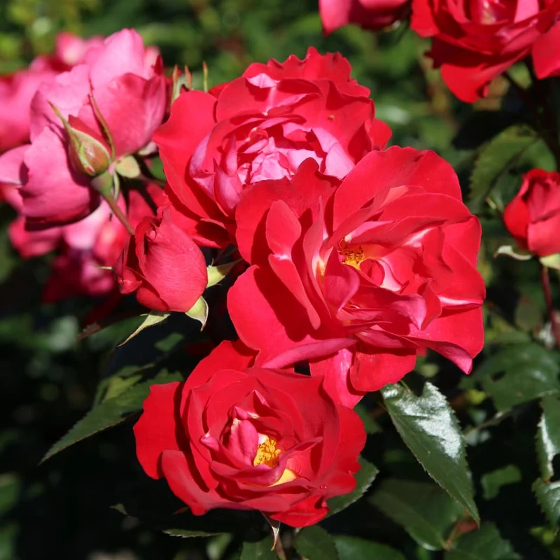 Bodendeckerrose 'blütenRhein'® Kirschrot