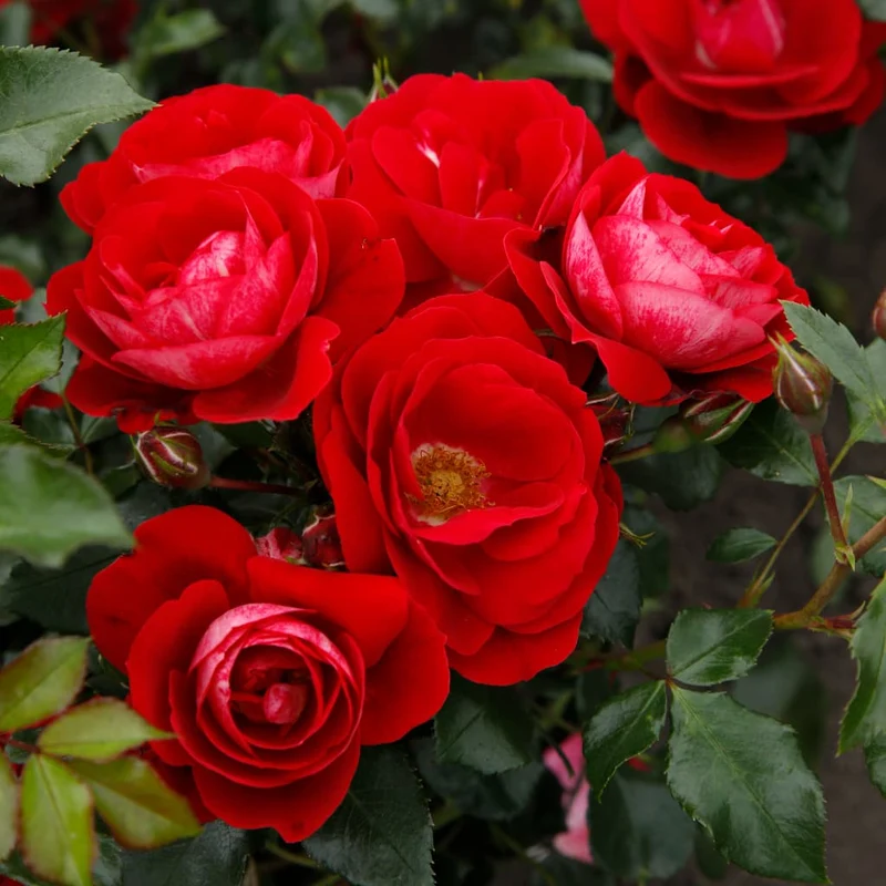 Bodendeckerrose 'Caracho'® Rot-Cremeweiß