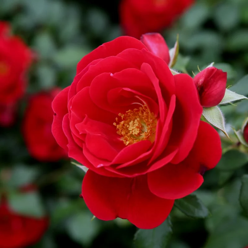 Bodendeckerrose 'Caracho'® Rot-Cremeweiß
