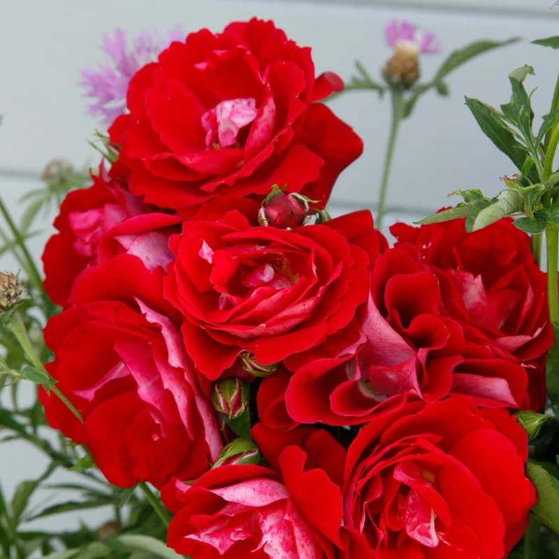 Bodendeckerrose 'Caracho'® Rot-Cremeweiß