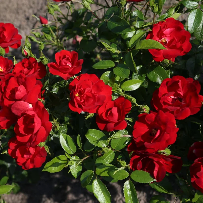 Bodendeckerrose 'Cayenne'® Samtrot