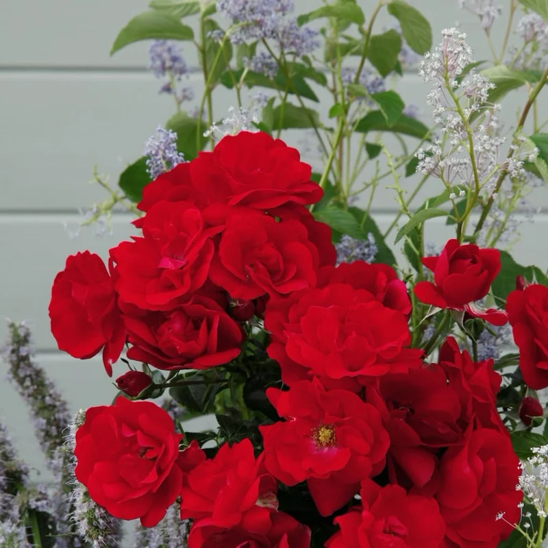 Bodendeckerrose 'Cayenne'® Samtrot