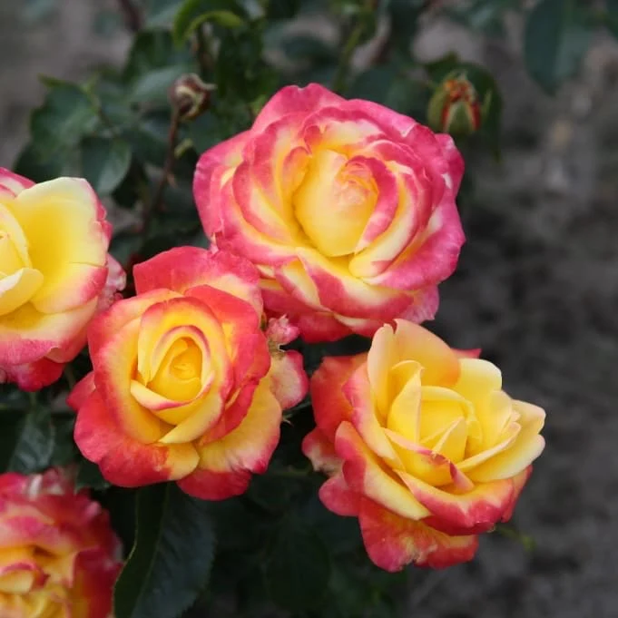 Edelrose 'Casino'® Gelb-Rot