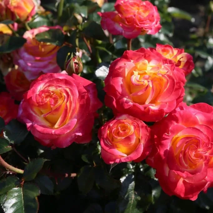 Edelrose 'Casino'® Gelb-Rot