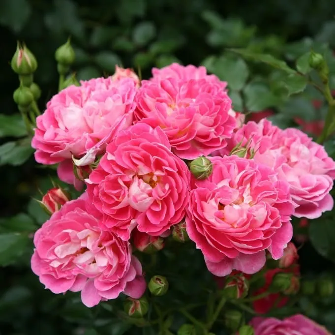 Zwergrose 'Charmant'® Rosa-Gelbweiß
