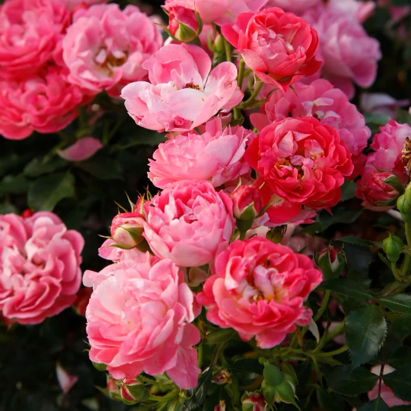 Zwergrose 'Charmant'® Rosa-Gelbweiß
