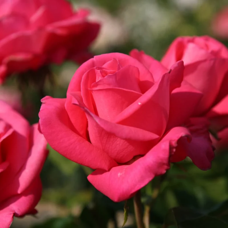 Edelrose 'Cherry Lady'® Kirschrosa