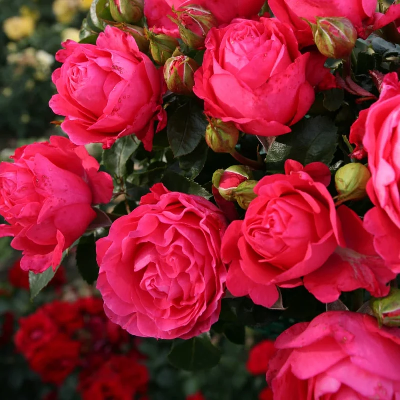 Edelrose 'Cherry Lady'® Kirschrosa