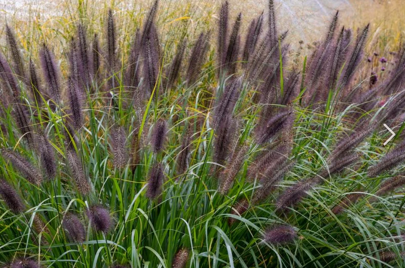 Neunaugengras (Pen. alopecuroides 'Virid. Back Beauty')