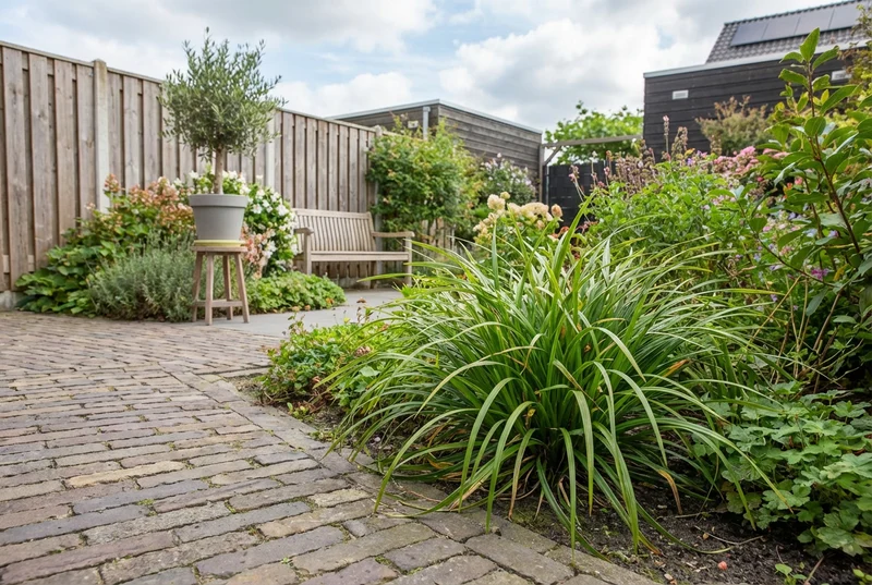 Segge (Carex morrowii Irish Green)