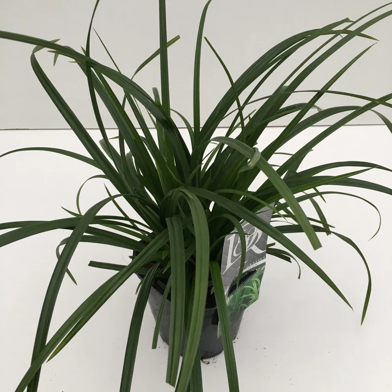 Segge (Carex morrowii Irish Green)