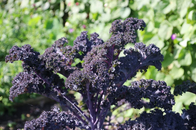 Bio-Grünkohl 'Roter Krauser'