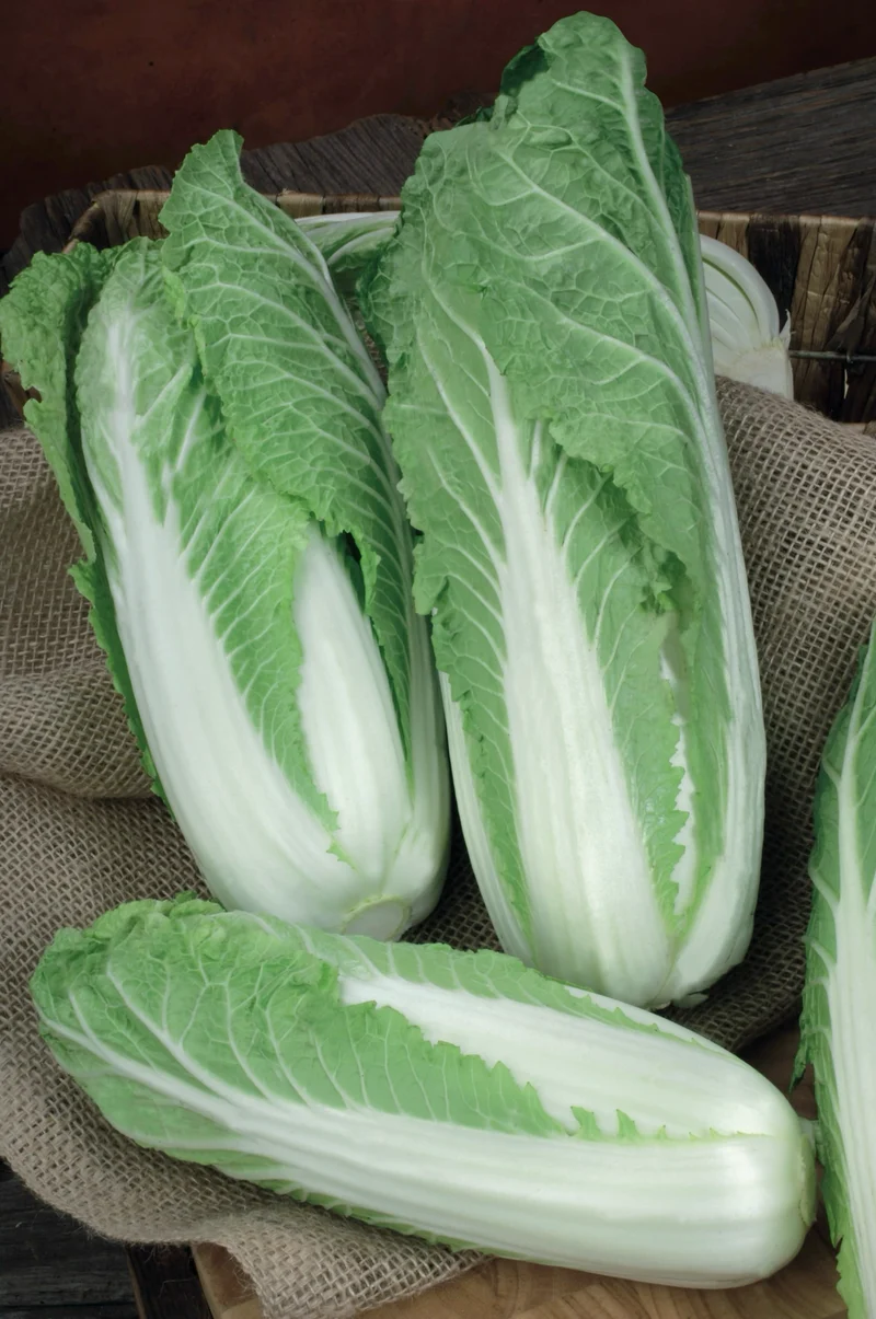 Bio-Chinakohl 'Granaat'