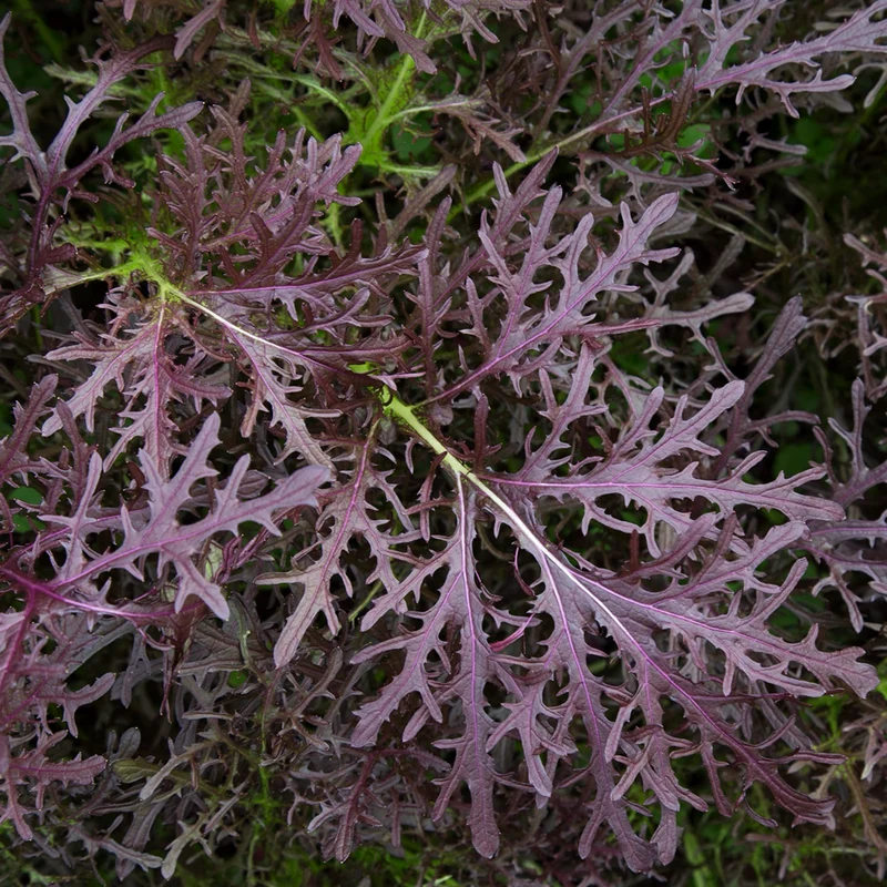 Bio-Asia-Salat 'Moutarde rouge metis'