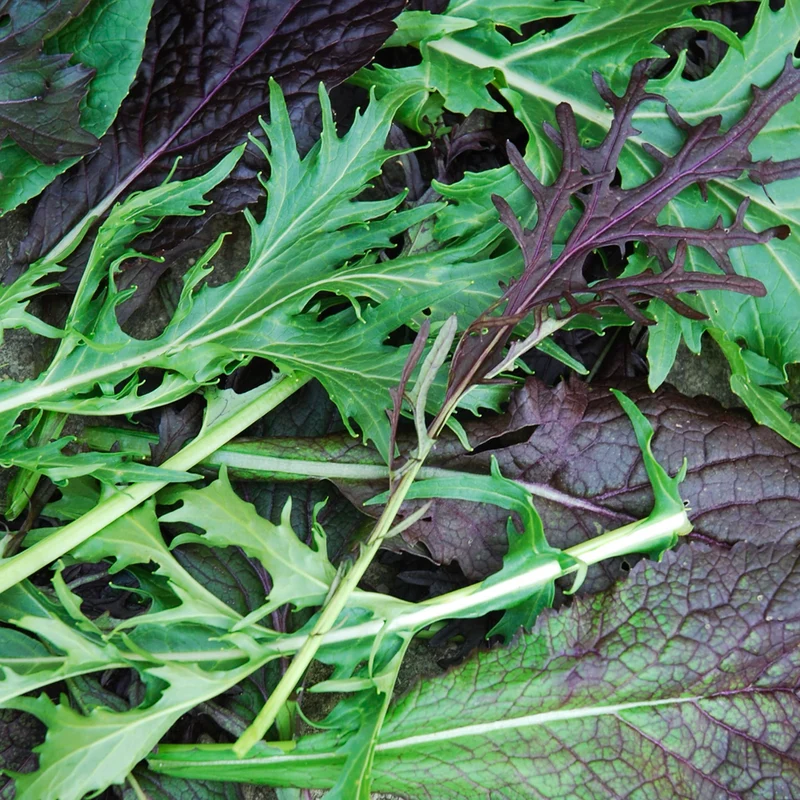 Bio-Asia-Salat Mischung