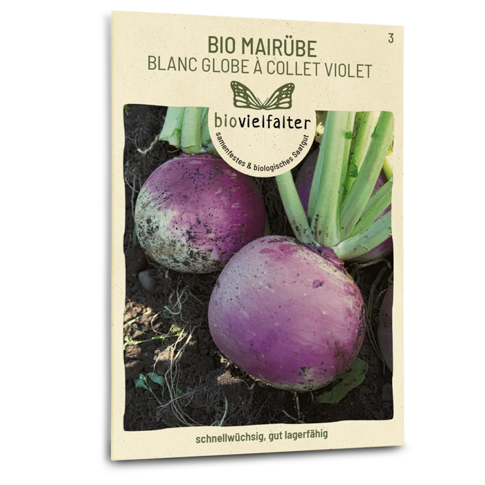 Bio-Mairübe 'Blanc globe à collet violet'
