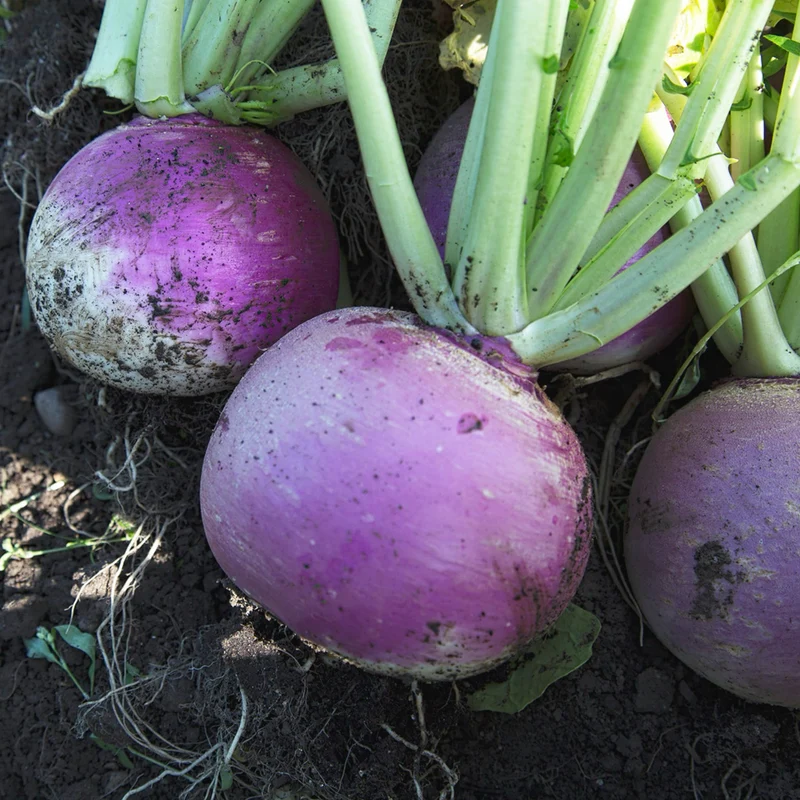 Bio-Mairübe 'Blanc globe à collet violet'