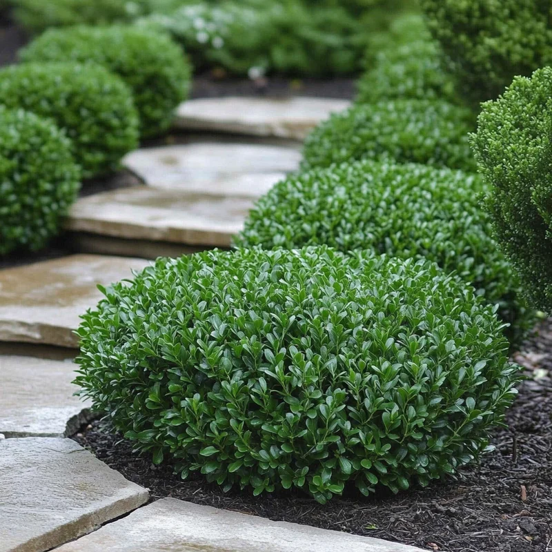 Korean Boxwood Seeds – Cold-Hardy Evergreen Shrub for Landscapes & Hedges