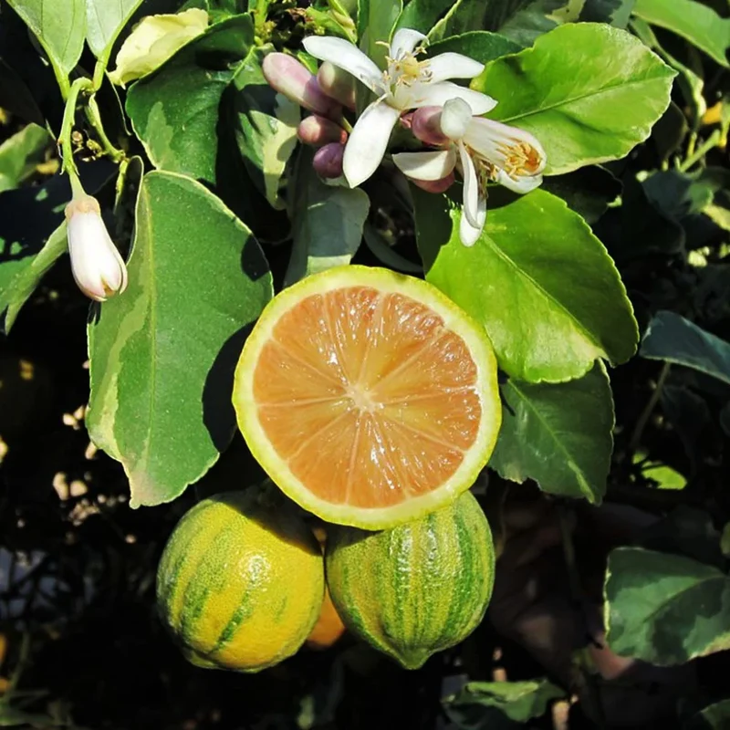 Pink Variegated Lemon Seeds for Planting – Grow Unique Striped Citrus at Home