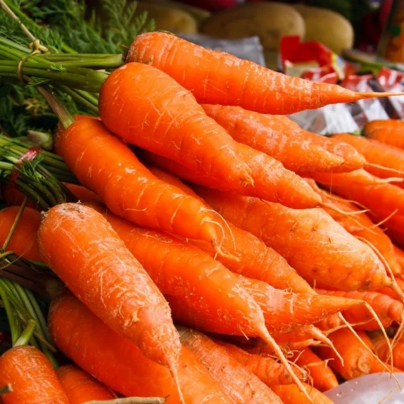 Royal Chantenay Carrot Seeds – Heirloom, Sweet & Crisp - Grow Your Own Carrots