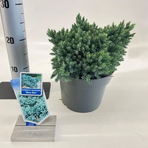 Wacholder (Juniperus squamata 'Blue Star')