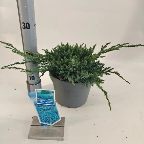 Wacholder (Juniperus squamata 'Blue Carpet')