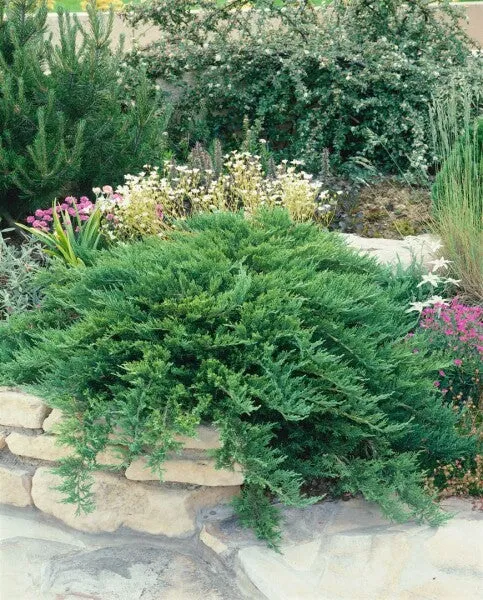 Wacholder (Juniperus sabina 'Tamariscifolia')