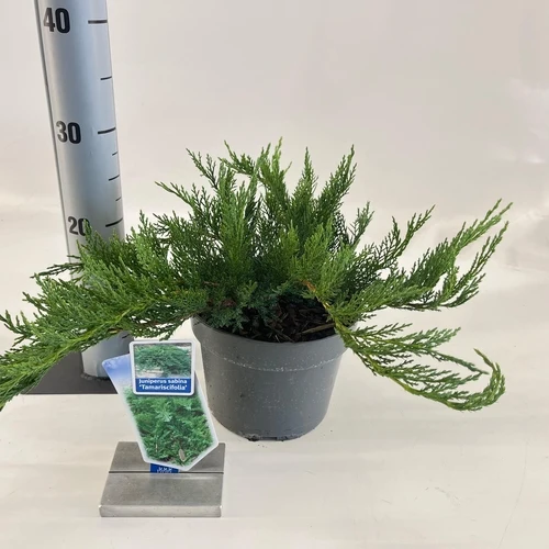 Wacholder (Juniperus sabina 'Tamariscifolia')