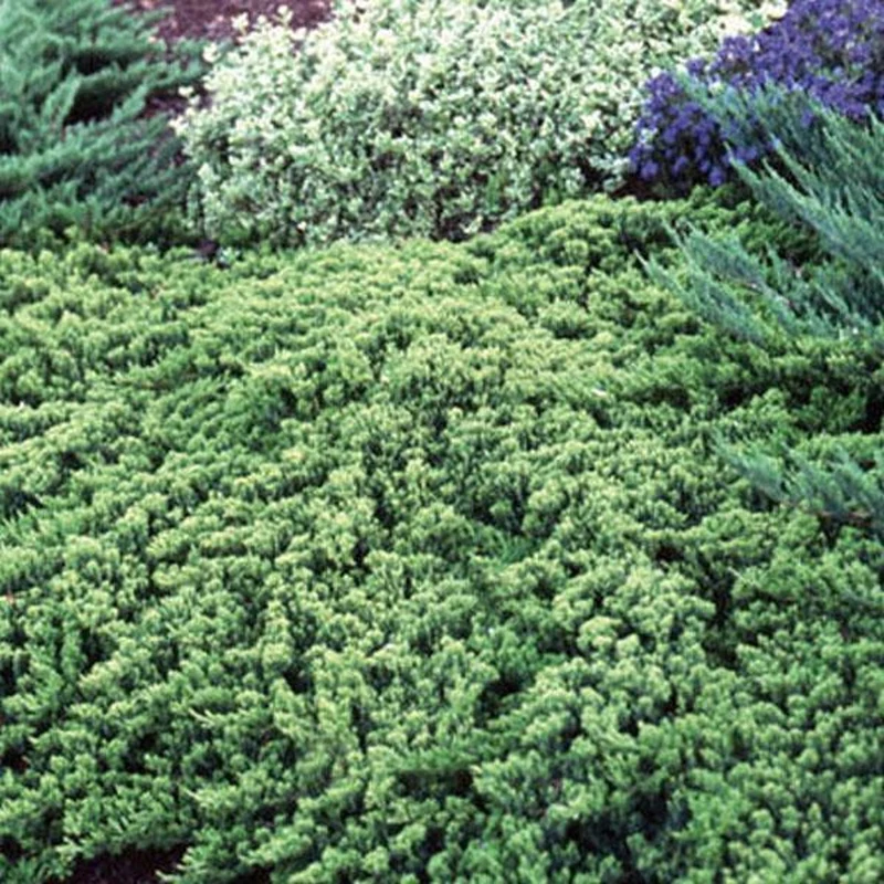 Wacholder (Juniperus procumbens 'Nana')