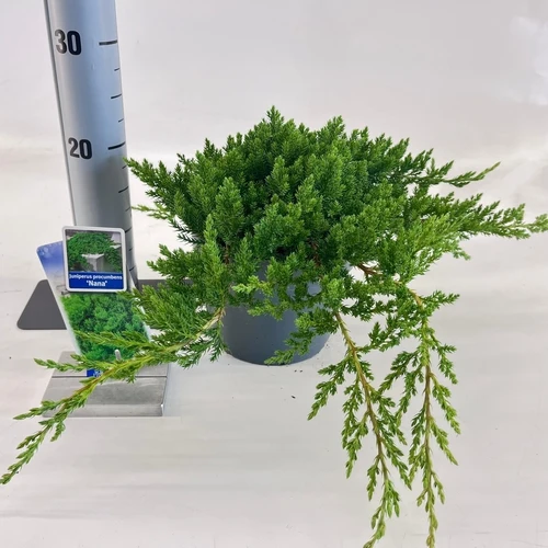 Wacholder (Juniperus procumbens 'Nana')
