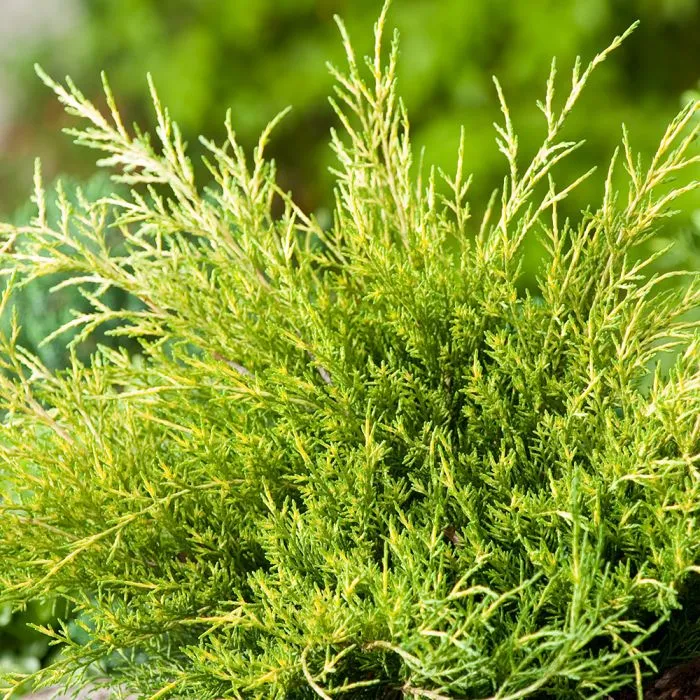 Wacholder (Juniperus med. 'Old Gold')