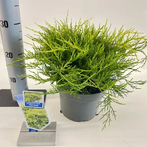 Wacholder (Juniperus med. 'Old Gold')