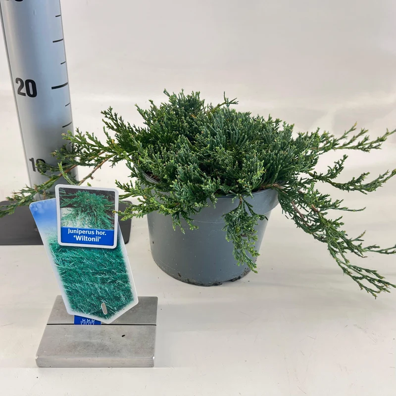 Wacholder (Juniperus horizontalis 'Wiltonii')